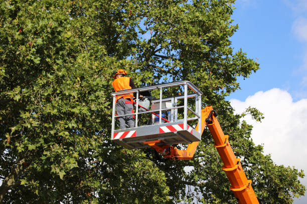 Tree and Shrub Care in Valley Center, KS