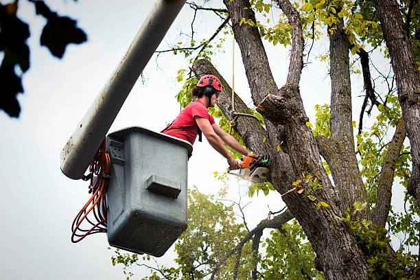 How Our Tree Care Process Works  in  Valley Center, KS